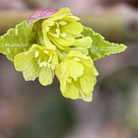 アセビ,ウリカエデ,カモシカ,常緑低木,花木の画像