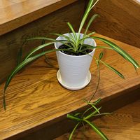 オリヅルラン,観葉植物,iPhone撮影,階段/廊下の画像