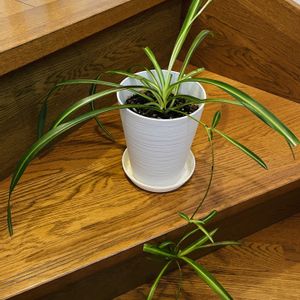 オリヅルラン,観葉植物,iPhone撮影,階段/廊下の画像