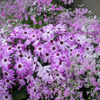 サイネリア,サクラソウ,シバザクラ,チューリップ,マツバギクの画像