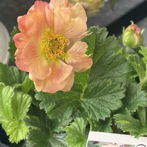 ゲウム マイタイ,玄関先の画像