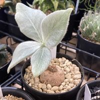 断壁の女王,塊根植物,シンニンギア属の画像