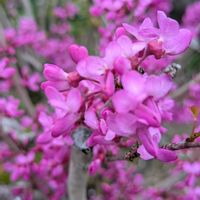 ハナズオウ,ハナズオウ,プルーン,ムラサキハナナ,ムラサキハナナの画像