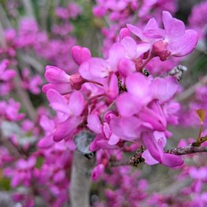 ハナズオウ,ハナズオウ,プルーン,ムラサキハナナ,ムラサキハナナの画像