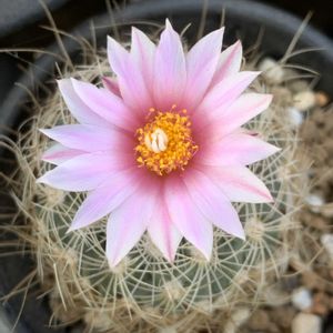 サボテン,白鯱,多肉植物,開花,ピンクの花の画像