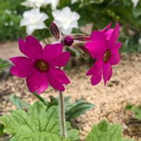 サクラソウ,サクラソウ, 山野草, 山野草,四国カッコソウの画像