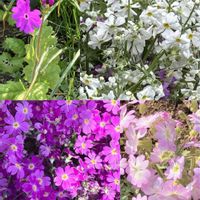 オオイヌノフグリ,オオイヌノフグリ,サクラ,サクラ,サクラソウの画像