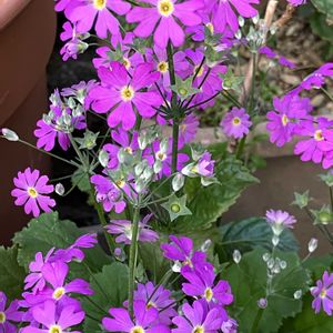 サクラソウ,サクラソウ,軒の下組〜,鉢植え,ピンクの花の画像