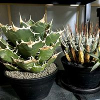 アガベ,アガベ・ユタエンシス・ エボリスピナ,アガベ・オテロイ,アガベ・チタノタ,アガベのある暮らしの画像