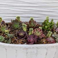 多肉植物,葉挿し,多肉寄せ植え,実生苗,実生っ子の画像