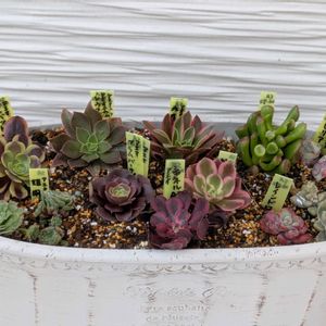多肉植物,葉挿し,多肉寄せ植え,実生苗,実生っ子の画像