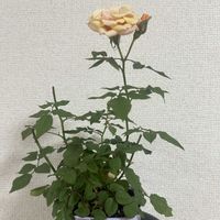 ミ二バラ,ミ二バラ,初心者,黄色,防虫対策の画像