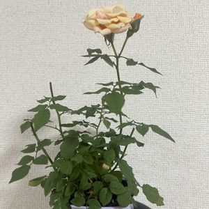 ミ二バラ,ミ二バラ,初心者,黄色,防虫対策の画像