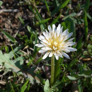 雑草,春がきた♪,筑波実験植物園の画像