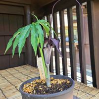 ウラシマソウ,山野草,向島百花園,サトイモ 科,奇妙さが魅力な花の画像