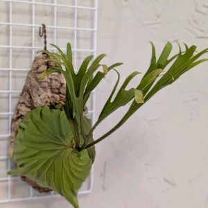 リドレイ,ビカクシダ リドレイ,ビカクシダ リドレイ,観葉植物,成長記録の画像