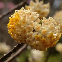 ミツマタ,自然観察,散策,城山カタクリの里,ベニ(バナ)ミツマタの画像