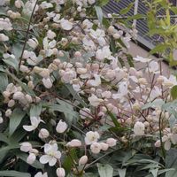 クレマチス,クレマチスアーマンディ アップルブロッサム,手作りの庭,花のある暮らし,植物のある暮らしの画像
