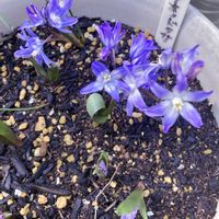 チオノドクサ,プスキニア,花のある暮らし, ムスカリ,青い花大好きの画像