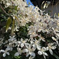 クレマチス,クレマチスアーマンディ アップルブロッサム,クレマチスアーマンディ アップルブロッサム,手作りの庭,花のある暮らしの画像