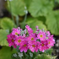 サクラソウ,花散歩,今日のお花,ベランダの画像