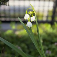 スノーフレーク,スノーフレーク,ラブラドリカ,ビオラ　ラブラドリカ,タンポポの画像