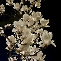 白木蓮,白い花,阪急沿線,夜に浮かぶ花,阪急京都本線沿線の画像