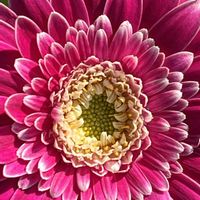 ガーベラ,赤い花,花を通じて愛と平和を,ほら、綺麗な花でしょ！の画像