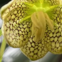 ユリ,アミガサユリ,花を通じて愛と平和を,ほら、綺麗な花でしょ！の画像