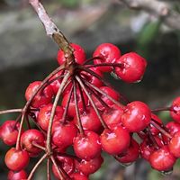 万両,万両の実,赤い実,花を通じて愛と平和をの画像