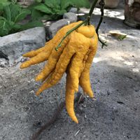 レモン,ブッシュカン,シトロン,マメキンカン（豆金柑）,マメキンカン（豆金柑）の画像