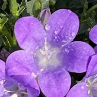 ベルフラワー,ムラサキ,紫の花,花を通じて愛と平和を,ほら、綺麗な花でしょ！の画像