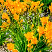 オキザリス,フリージア,ポリゴナム（ヒメツルソバ）,おでかけ先,繋がりに感謝✨の画像