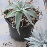 ダドレア,タニラー,ダドレア属,その他部屋の画像