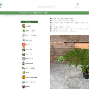 タカワラビ,キンモウコウ,カツモウイノデ,インテリアグリーン,珍奇植物の画像