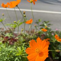 ランタナ,カタバミ,オレンジコスモス,トリメジア・ステーヤーマーキー,平和を願う☆の画像