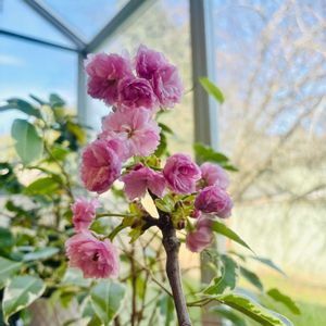 さくら サクラ 桜,美しい,花のある暮らし,Happyな気分,幸せな時間の画像