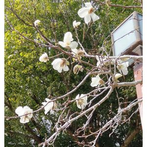 コブシ,いつもの散歩道,世界平和,被災地にエールを…。,道端徘徊同盟の画像