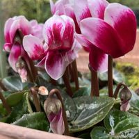 チューリップ,フリージア,ペチュニア,ムスカリ,モミジの画像