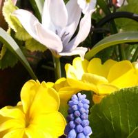 プリムラ,ムスカリ,ムスカリ,ジュリアン,プリムラ マラコイデスの画像