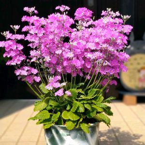 サクラソウ,桜草,西洋サクラソウ,今日のお花,サクラソウ♡の画像