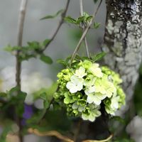 オオデマリ,マイガーデン,癒し,小花会,小さな庭の画像