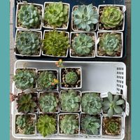 スイセン,多肉植物いろいろ,植え替え,可愛い多肉ちゃん❤︎,花のある暮らしの画像