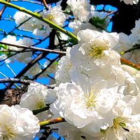 サクラソウ,ハナモモ,ワスレナグサ,ハナカイドウ,ロドレイアの画像