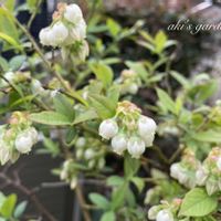 ブルーベリー,花のある暮らし,植中毒,小さい庭の画像