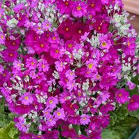 カシワバアジサイ,カシワバアジサイ,サクラ,サクラ,サクラの画像