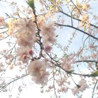 ギャザリング寄せ植え,私のお気に入り。,さくら 桜 サクラ,お花のある暮らし,自然風の庭作りの画像