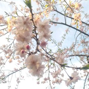 ギャザリング寄せ植え,私のお気に入り。,さくら 桜 サクラ,お花のある暮らし,自然風の庭作りの画像