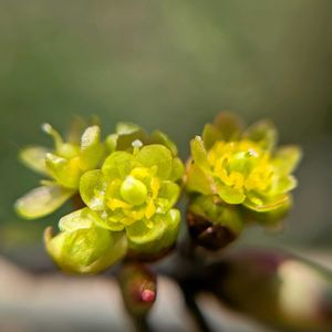 アブラチャン,雌株.,アブラチャン（油瀝青）,雌花.,花芽の画像