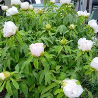 イカリソウ,牡丹,お友達の家,チーム愛知の画像